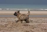 CAIRN TERRIER 367